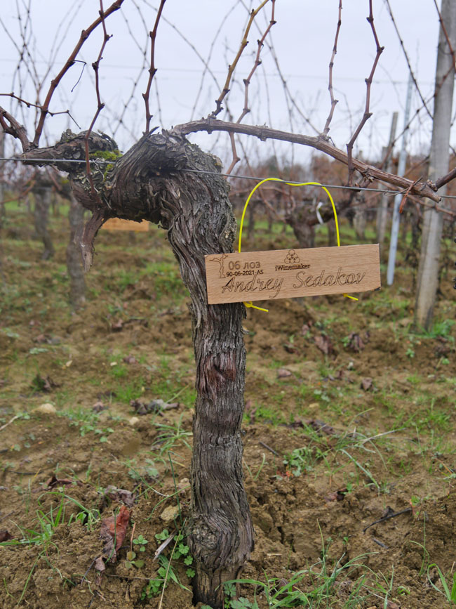 Виноградник на урожай